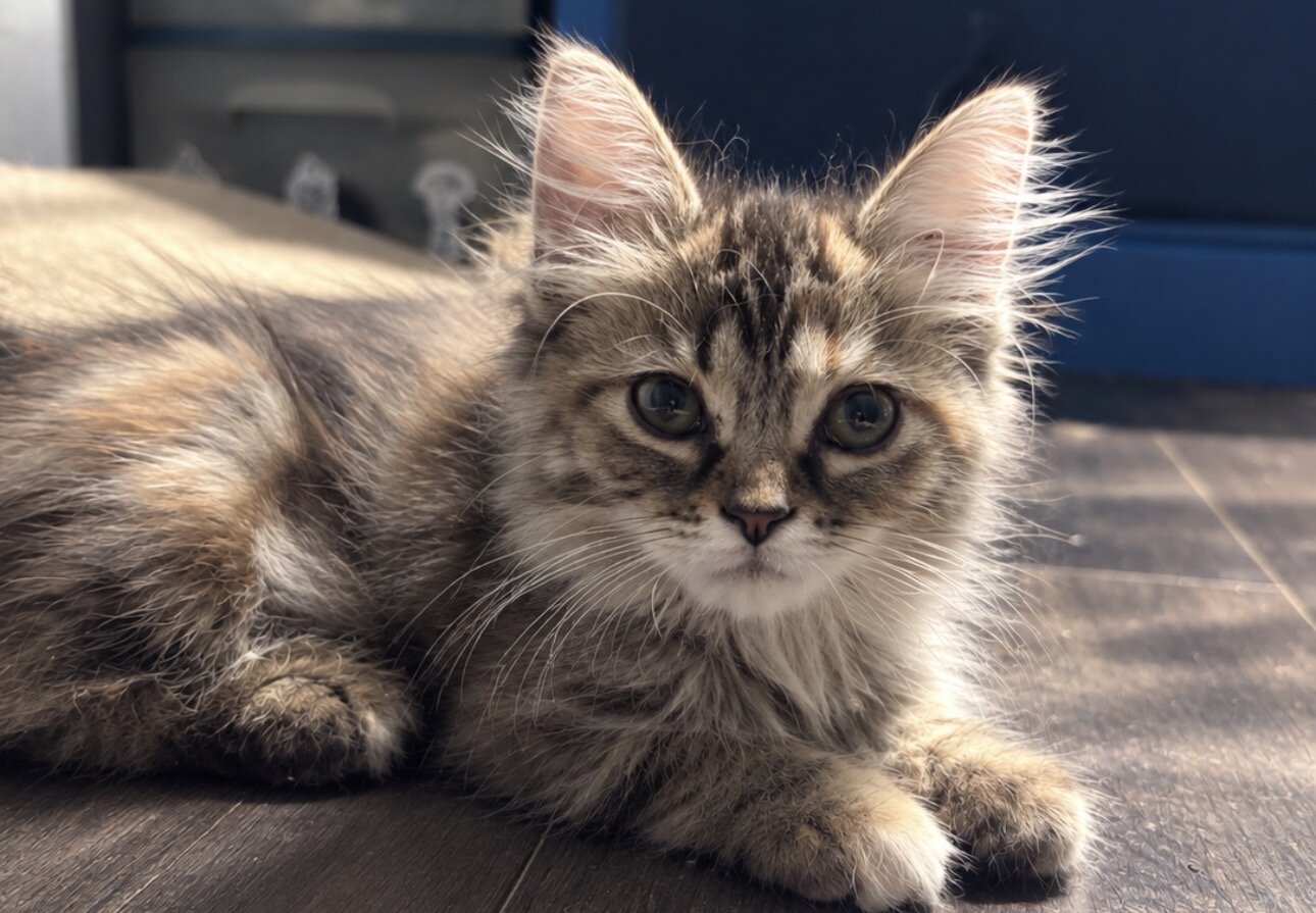 Judah the Persian mainecoon mix image 1