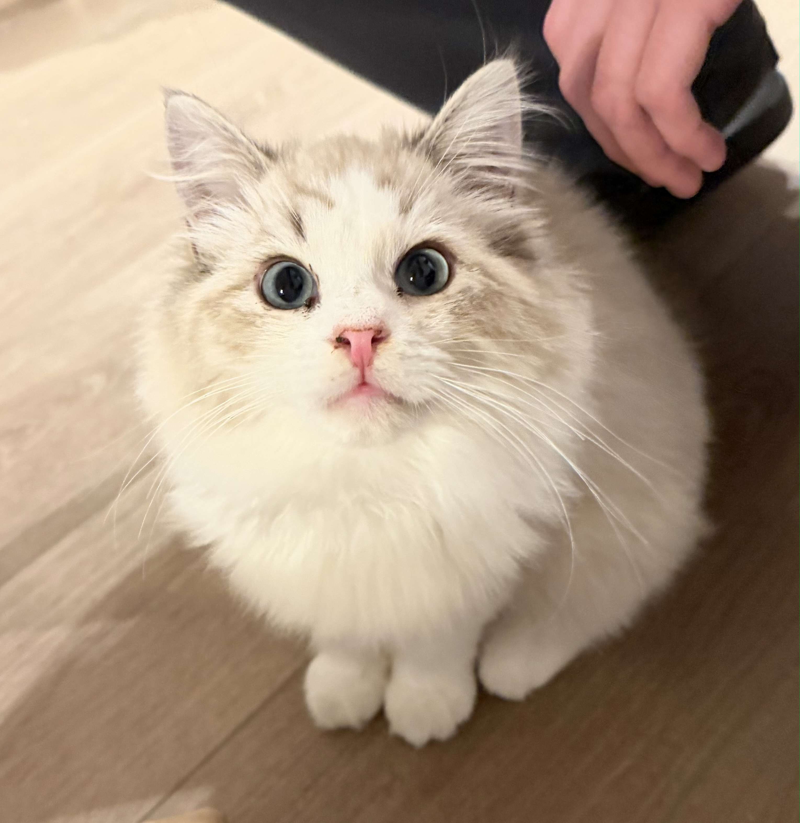 Young Male Ragdoll - Neutered & Affectionate image 1