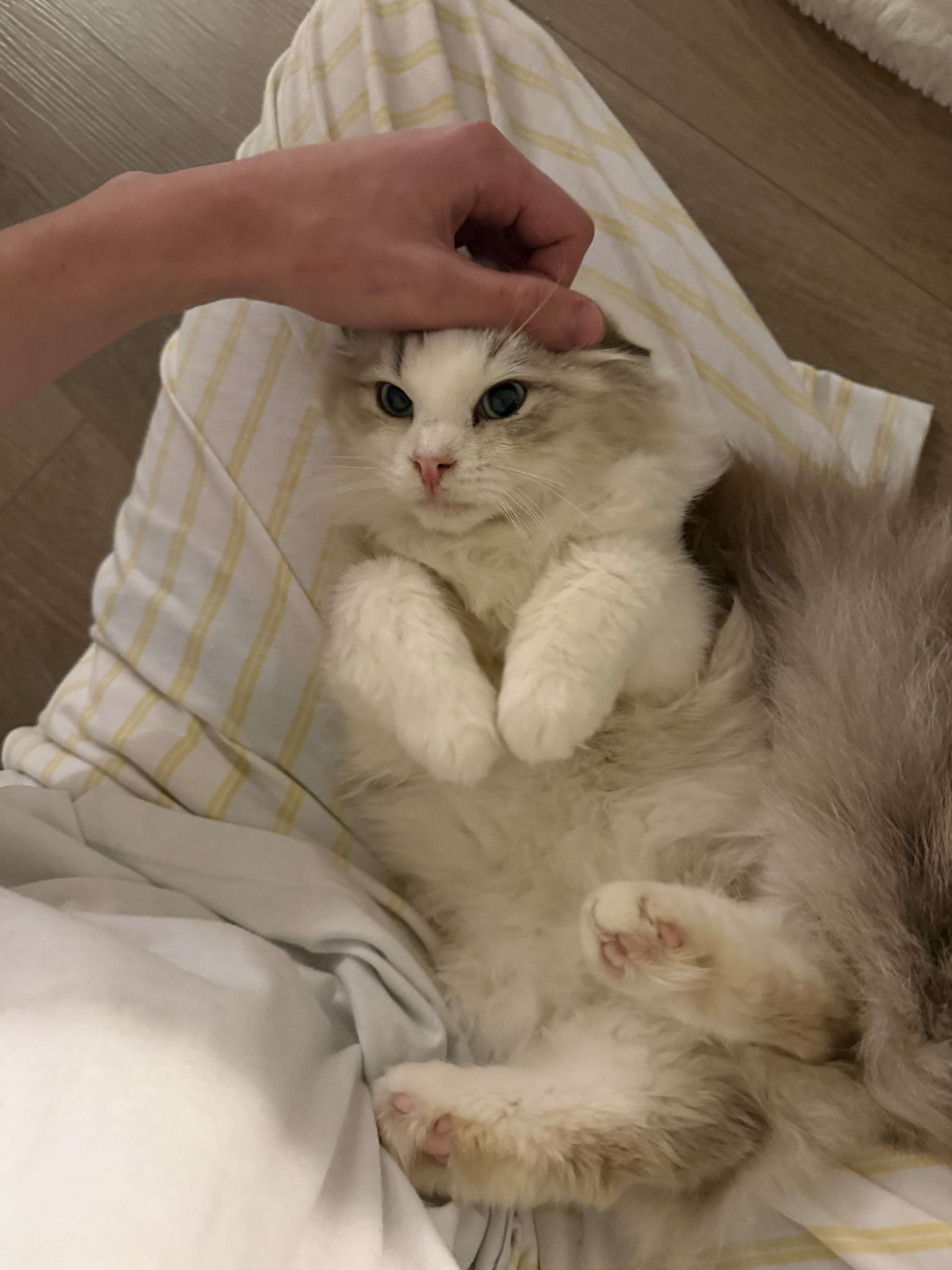 Young Male Ragdoll - Neutered & Affectionate image 3