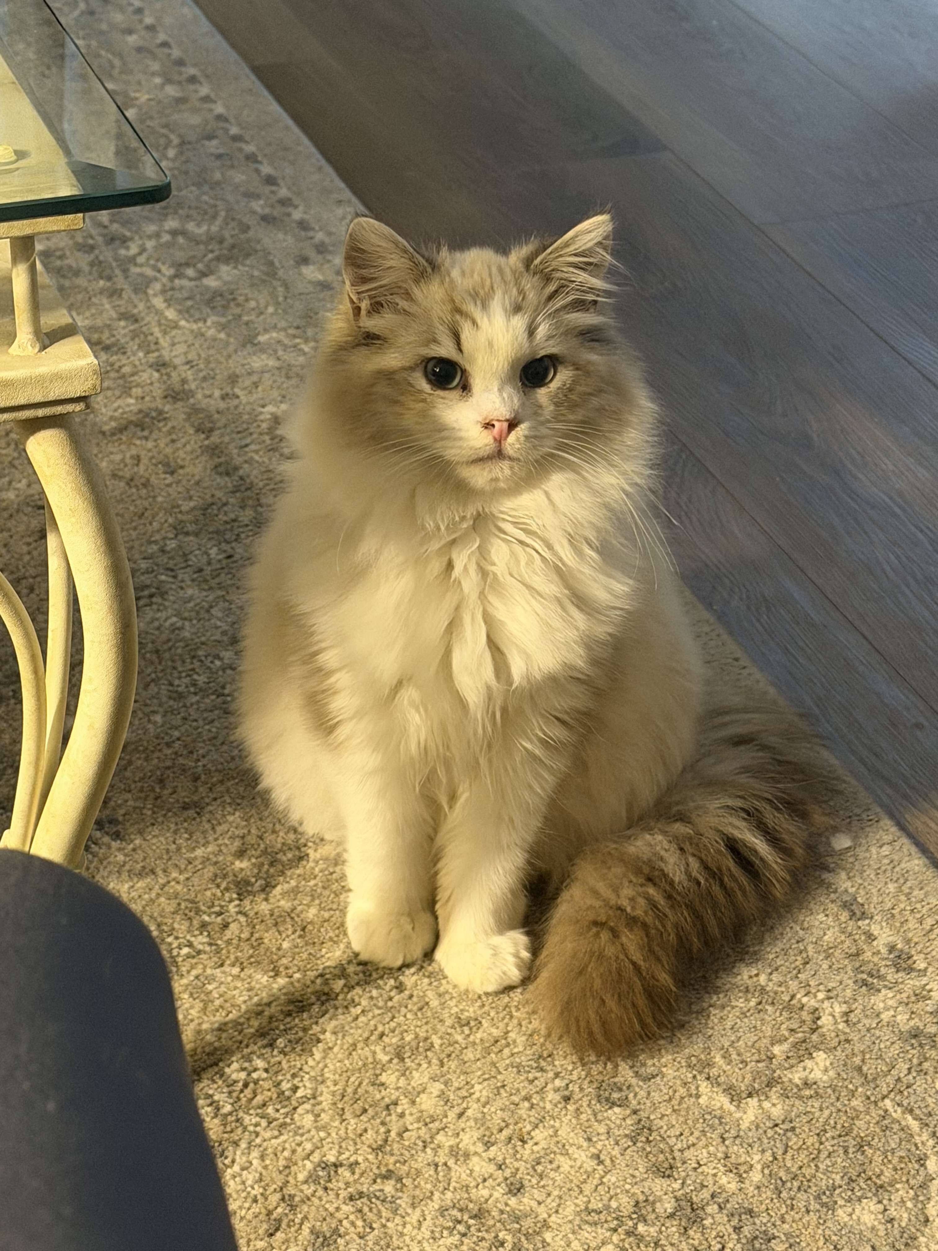 Young Male Ragdoll - Neutered & Affectionate image 2