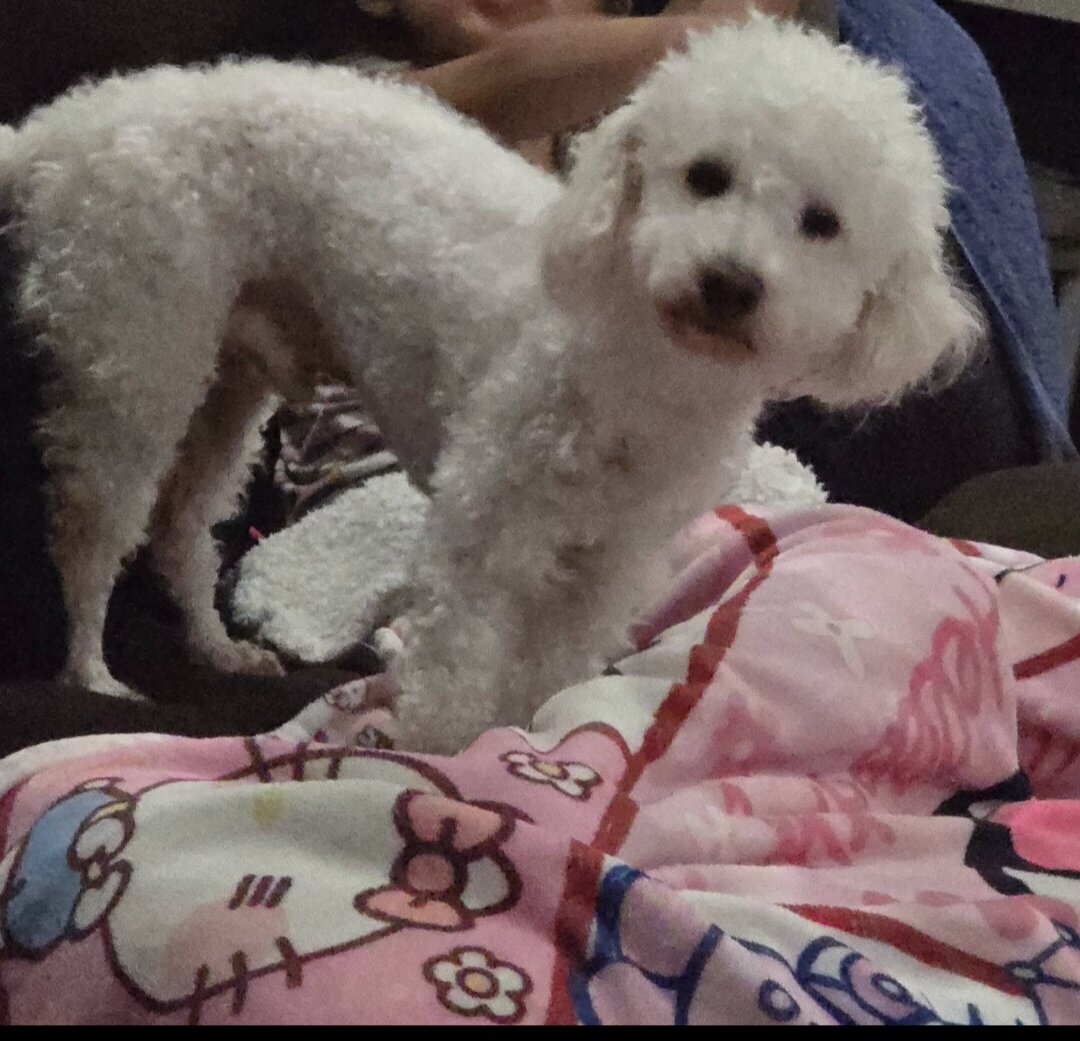 Poodle image 2