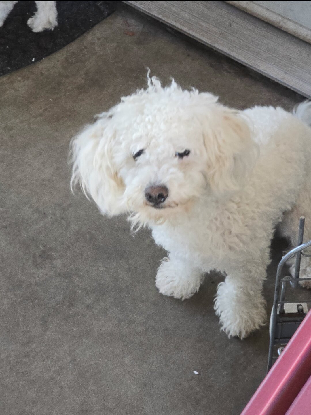 Poodle image 1