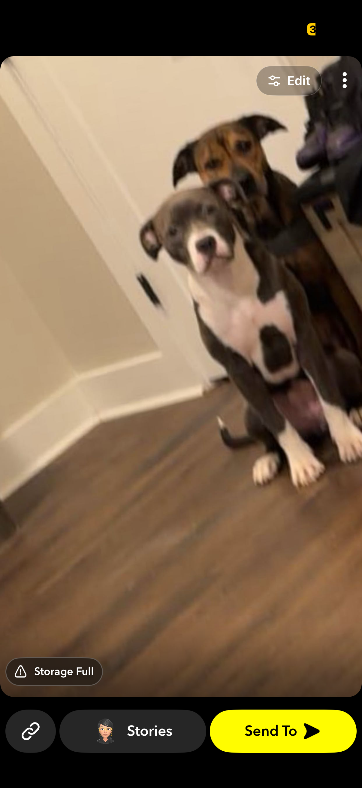 Puppy image 2