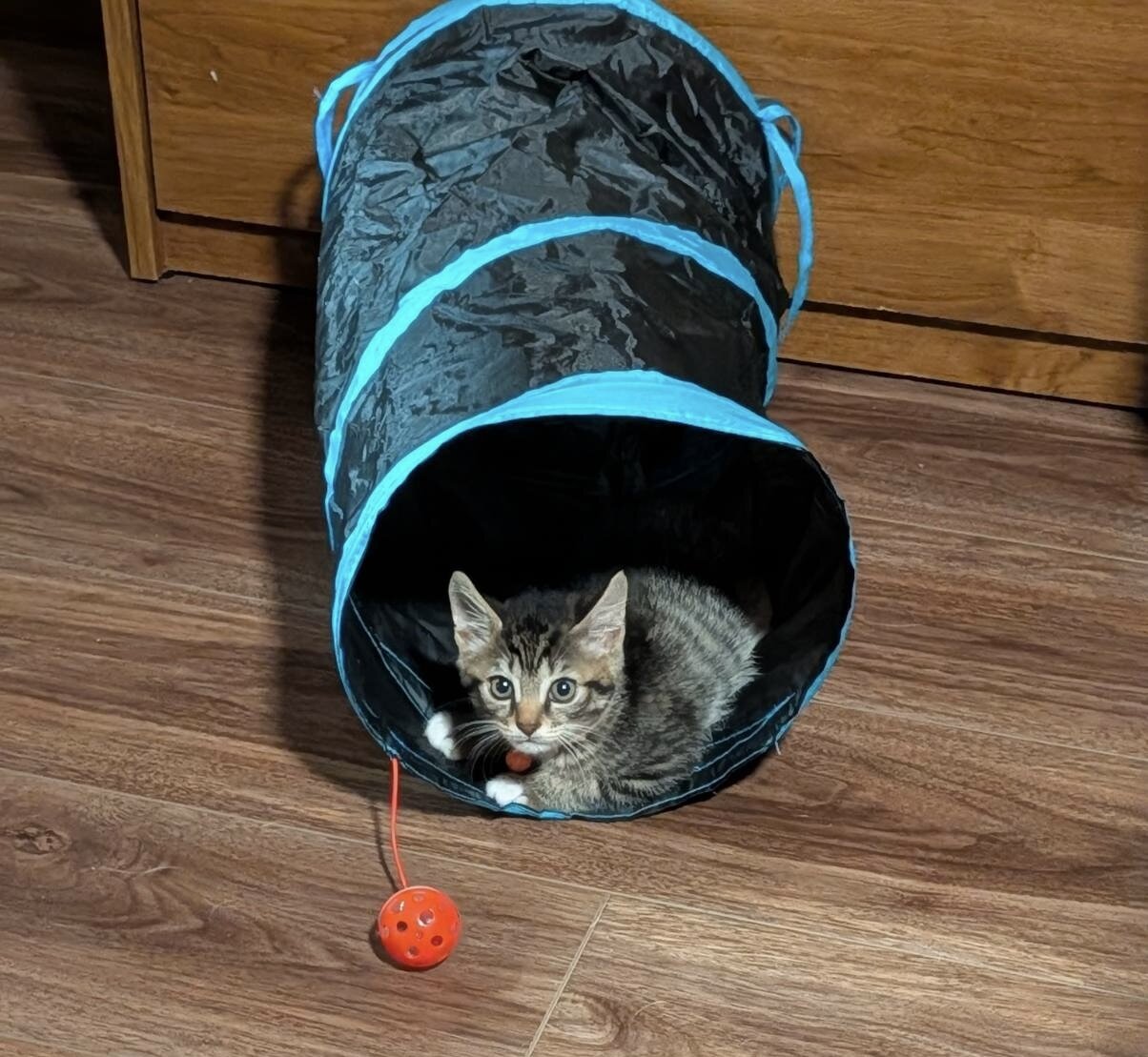 KITTEN. FREE image 1