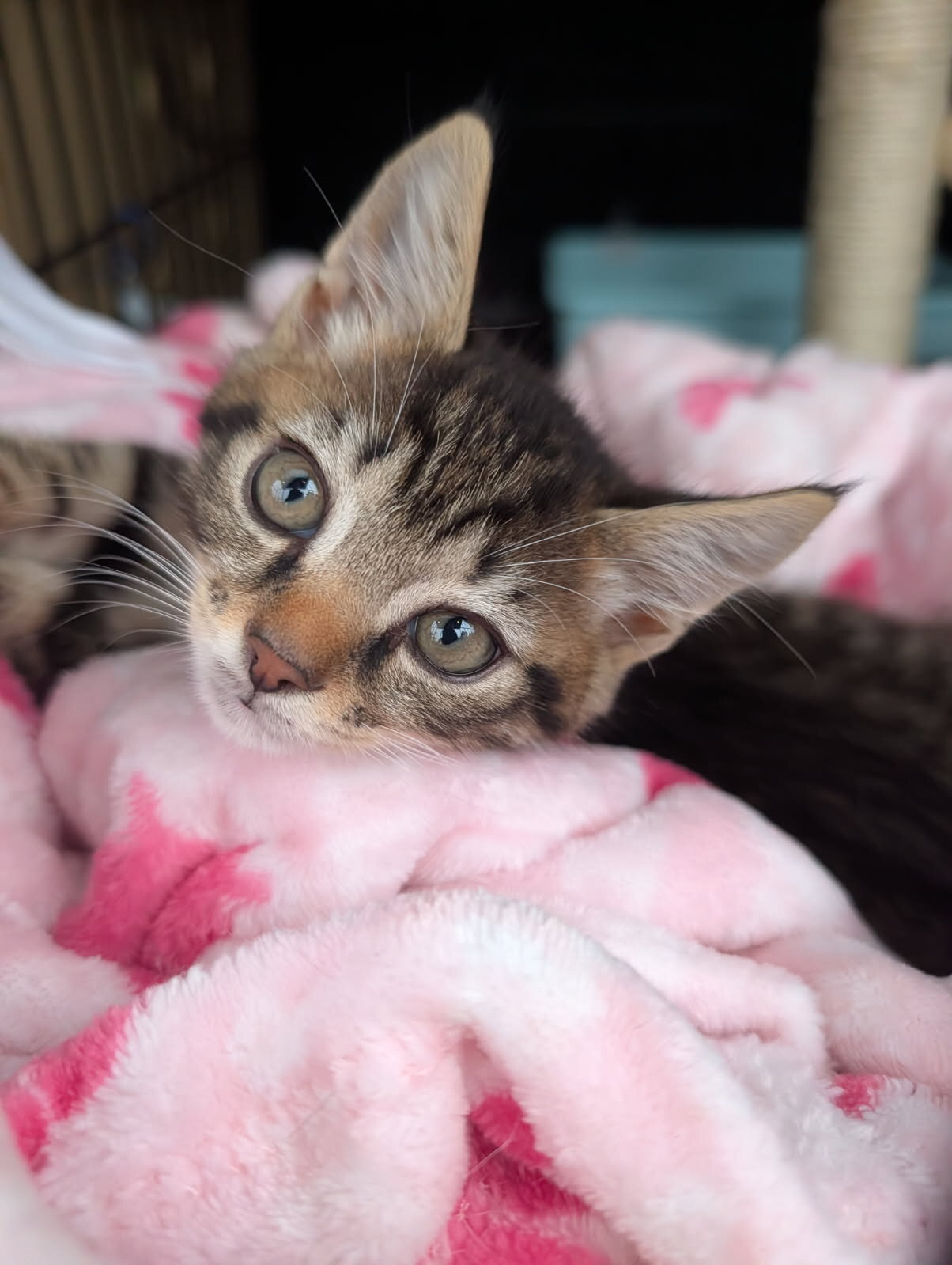 KITTEN. FREE image 4