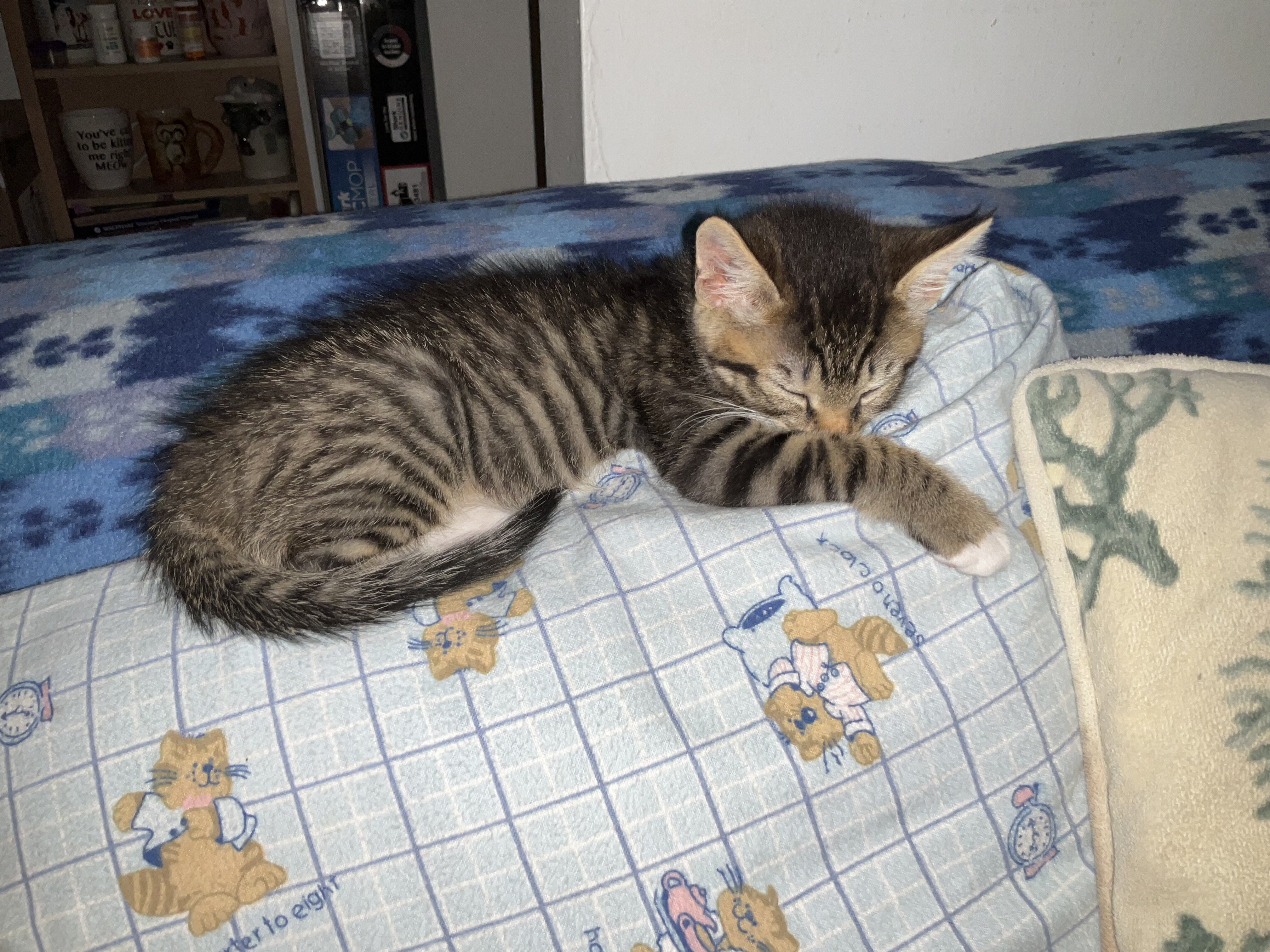 KITTEN. FREE image 3