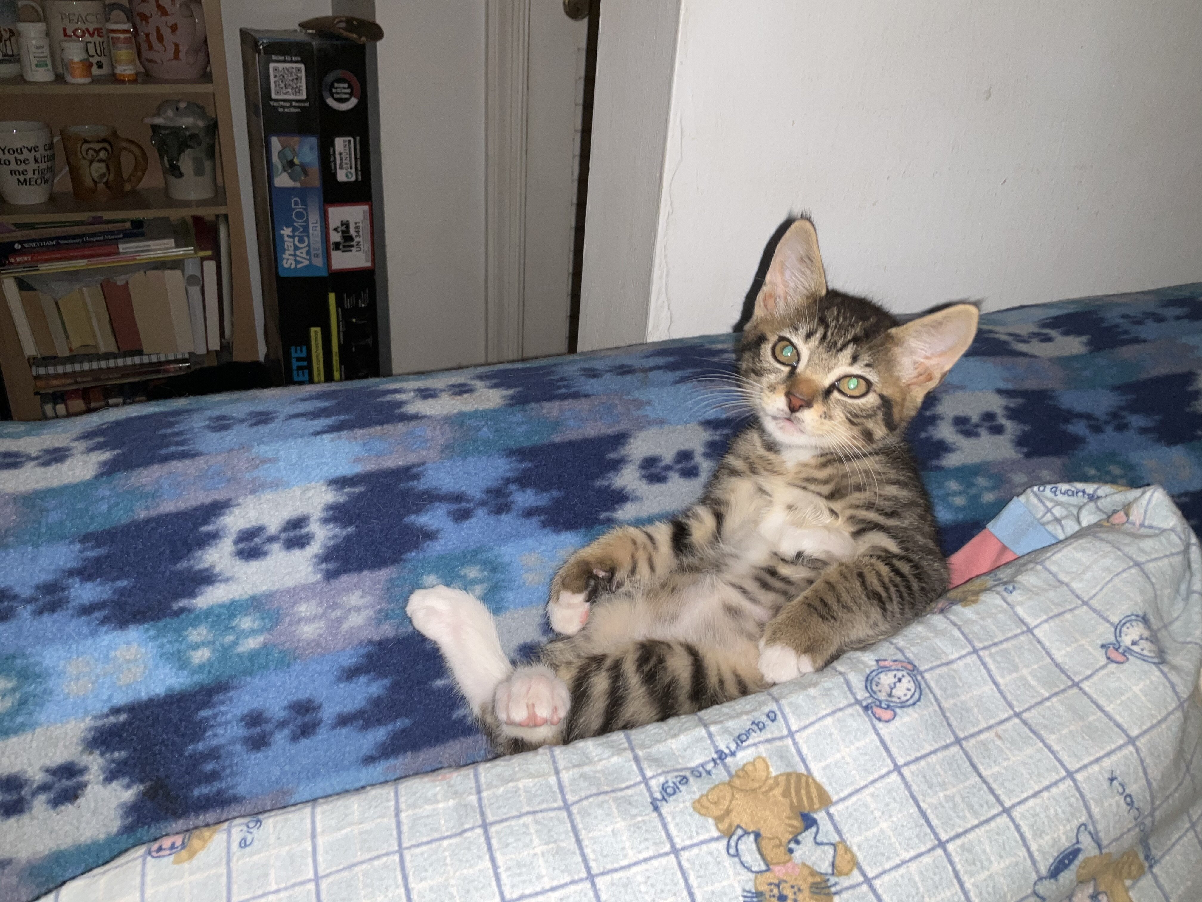 KITTEN. FREE image 2