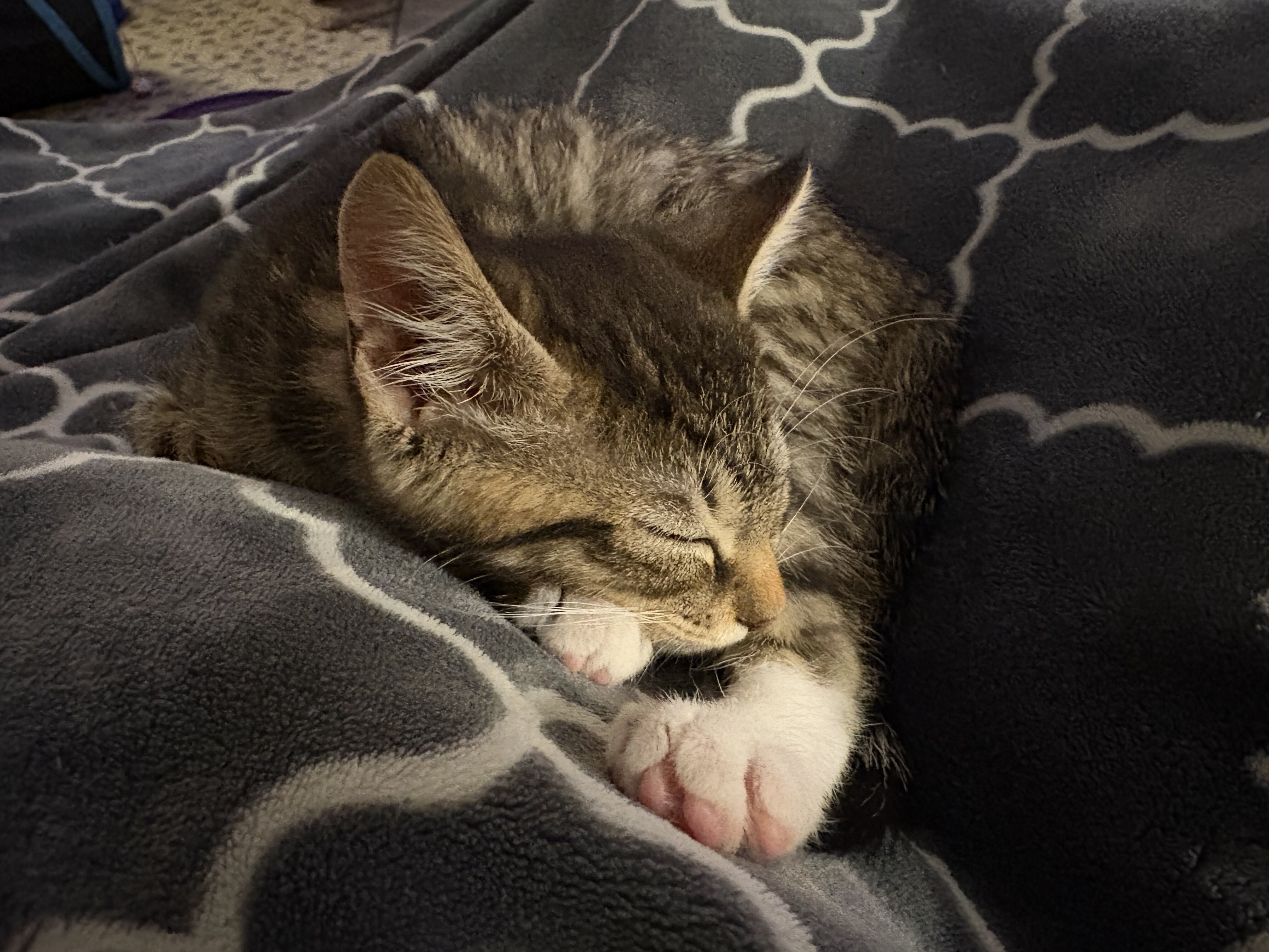 KITTEN. FREE image 5