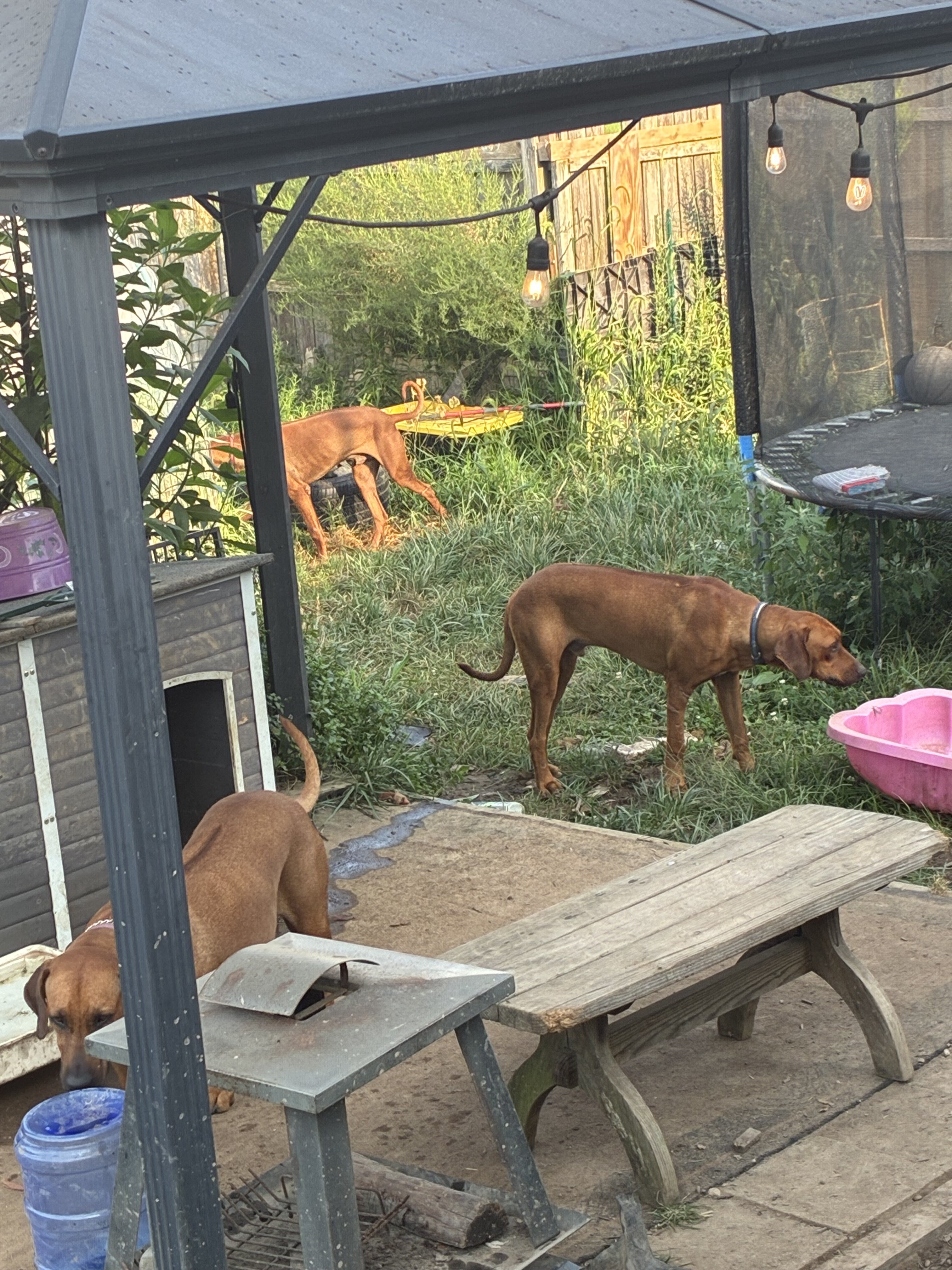 Rehoming for Rhodesian Ridgeback image 2