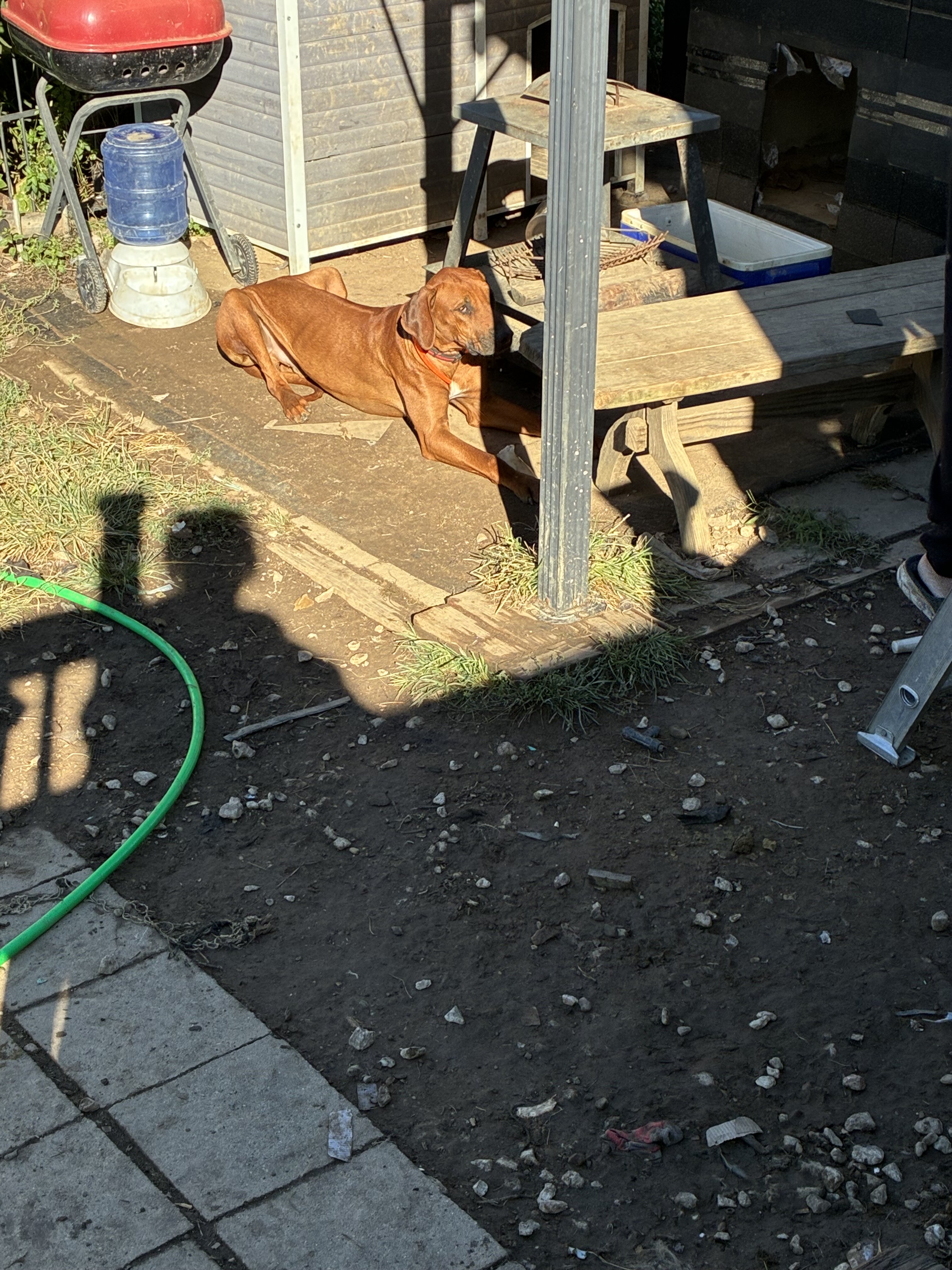 Rehoming for Rhodesian Ridgeback image 3