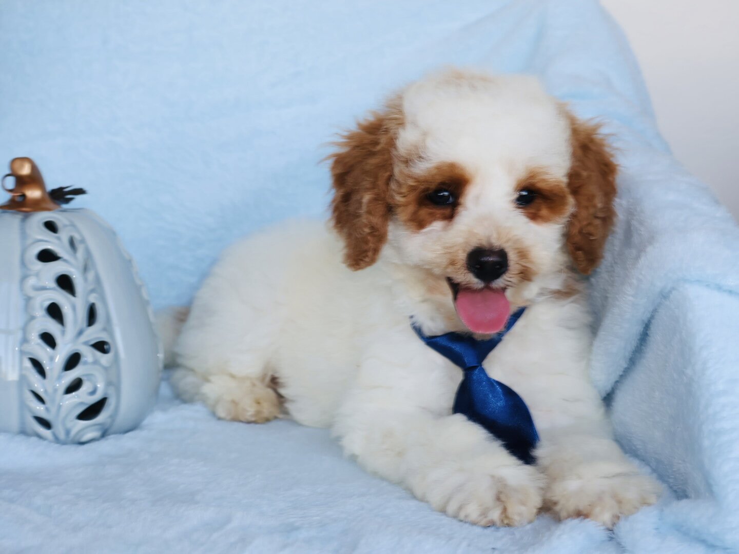 Cute Handsome Mini Goldendoodle image 1