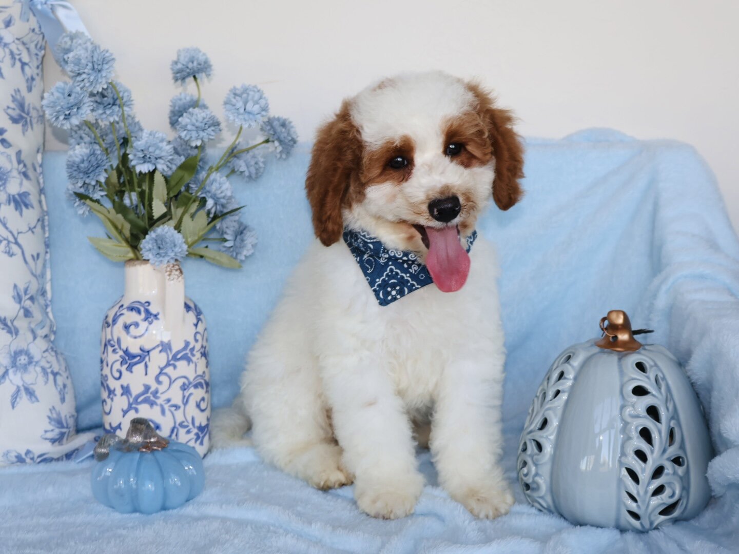 Cute Handsome Mini Goldendoodle image 3