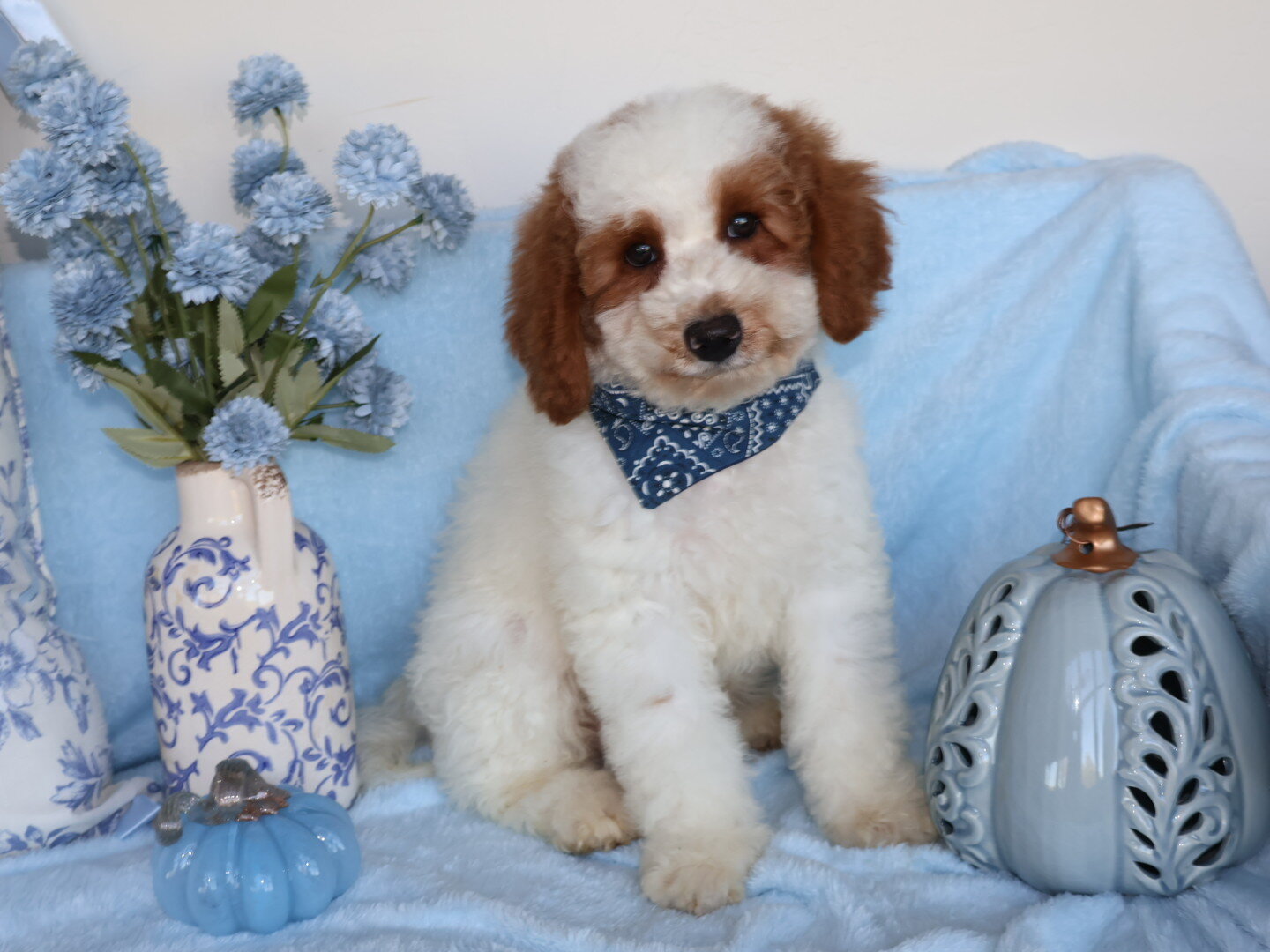 Cute Handsome Mini Goldendoodle image 2