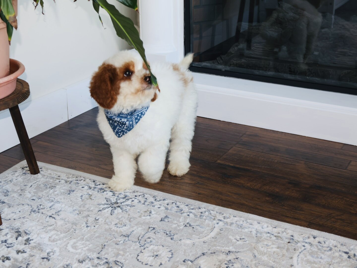 Cute Handsome Mini Goldendoodle image 4