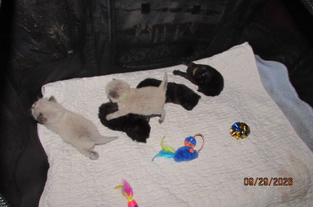 ragdoll kittens for sale image 1