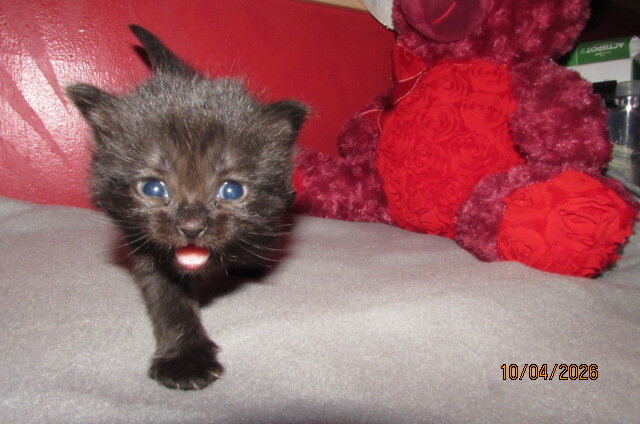 ragdoll kittens for sale image 2