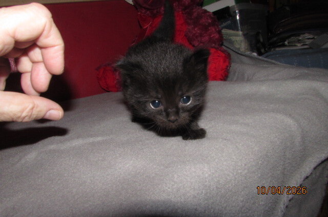 ragdoll kittens for sale image 4