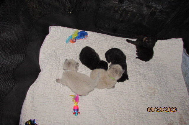 Ragdoll kittens for sale image 3