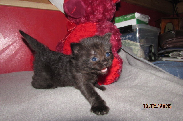 Ragdoll kittens for sale image 2