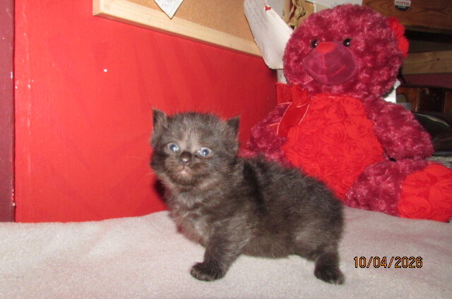 Ragdoll kittens for sale image 1
