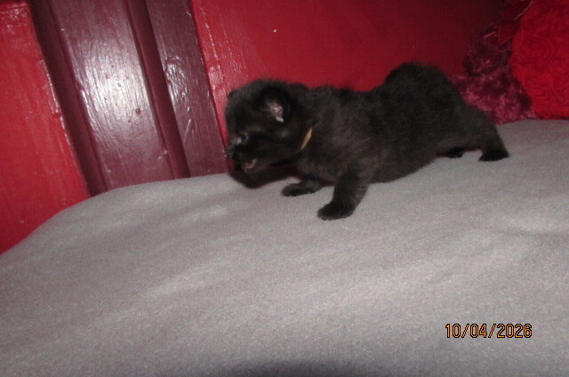 Ragdoll kittens for sale image 4