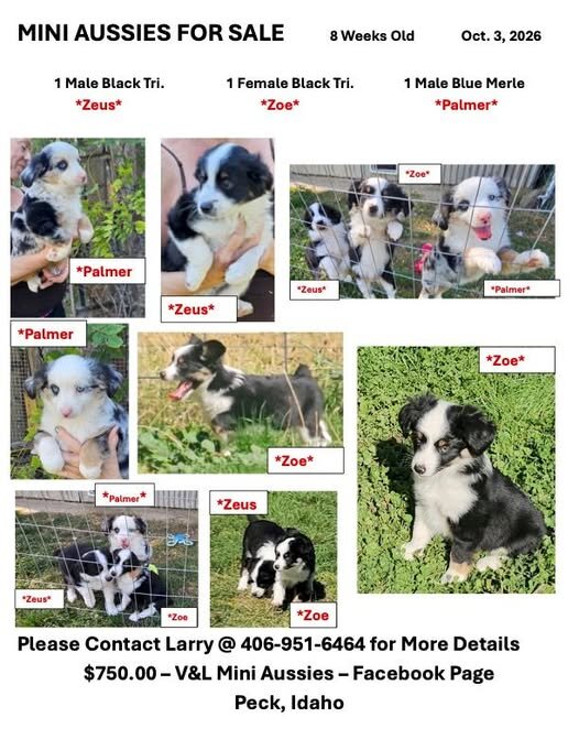 Mini Aussie Puppies image 1