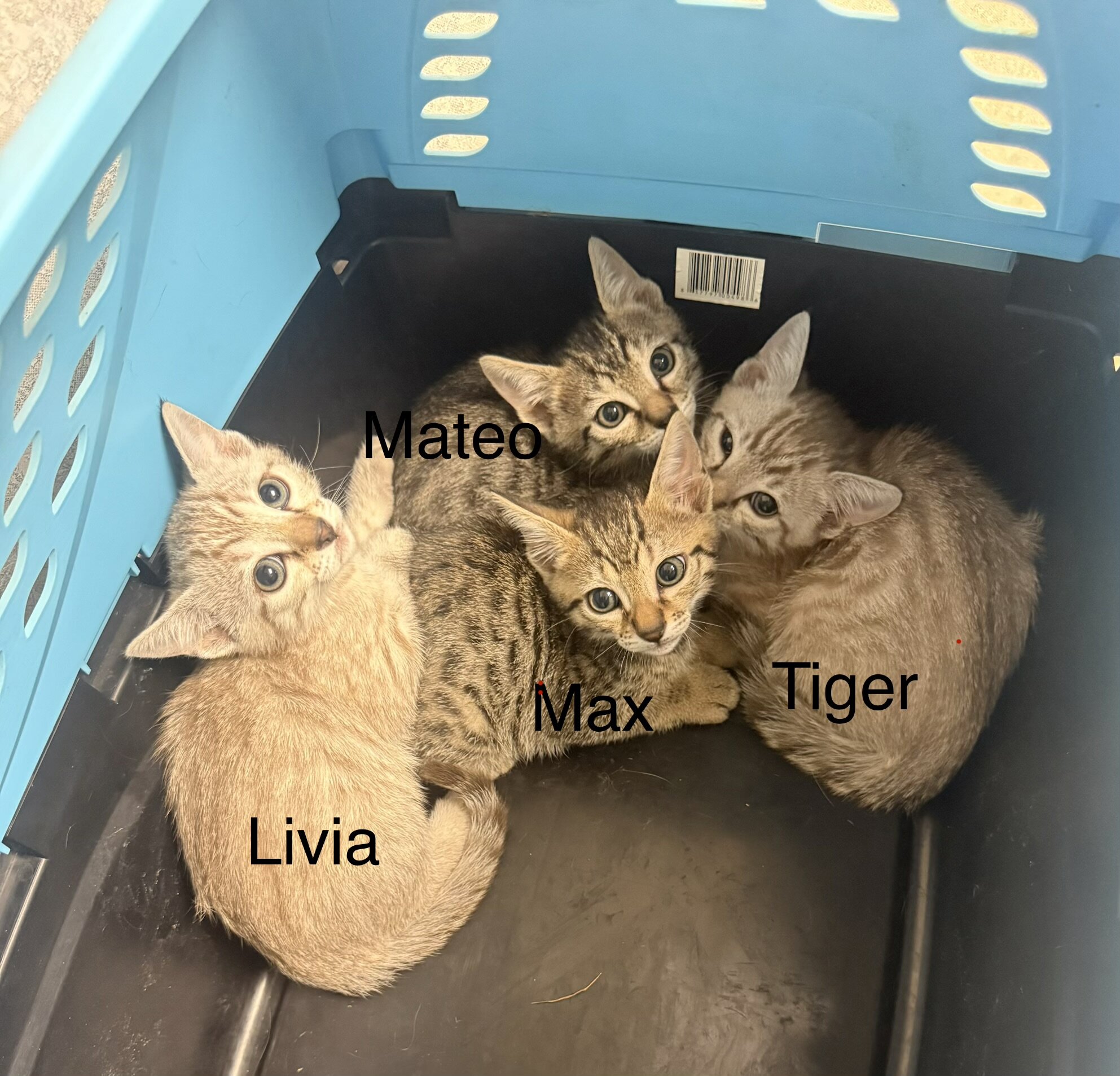 Bengal/russian blue mix image 1