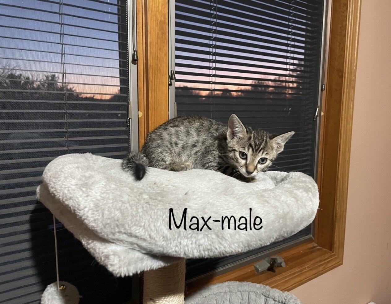 Bengal/russian blue mix image 6