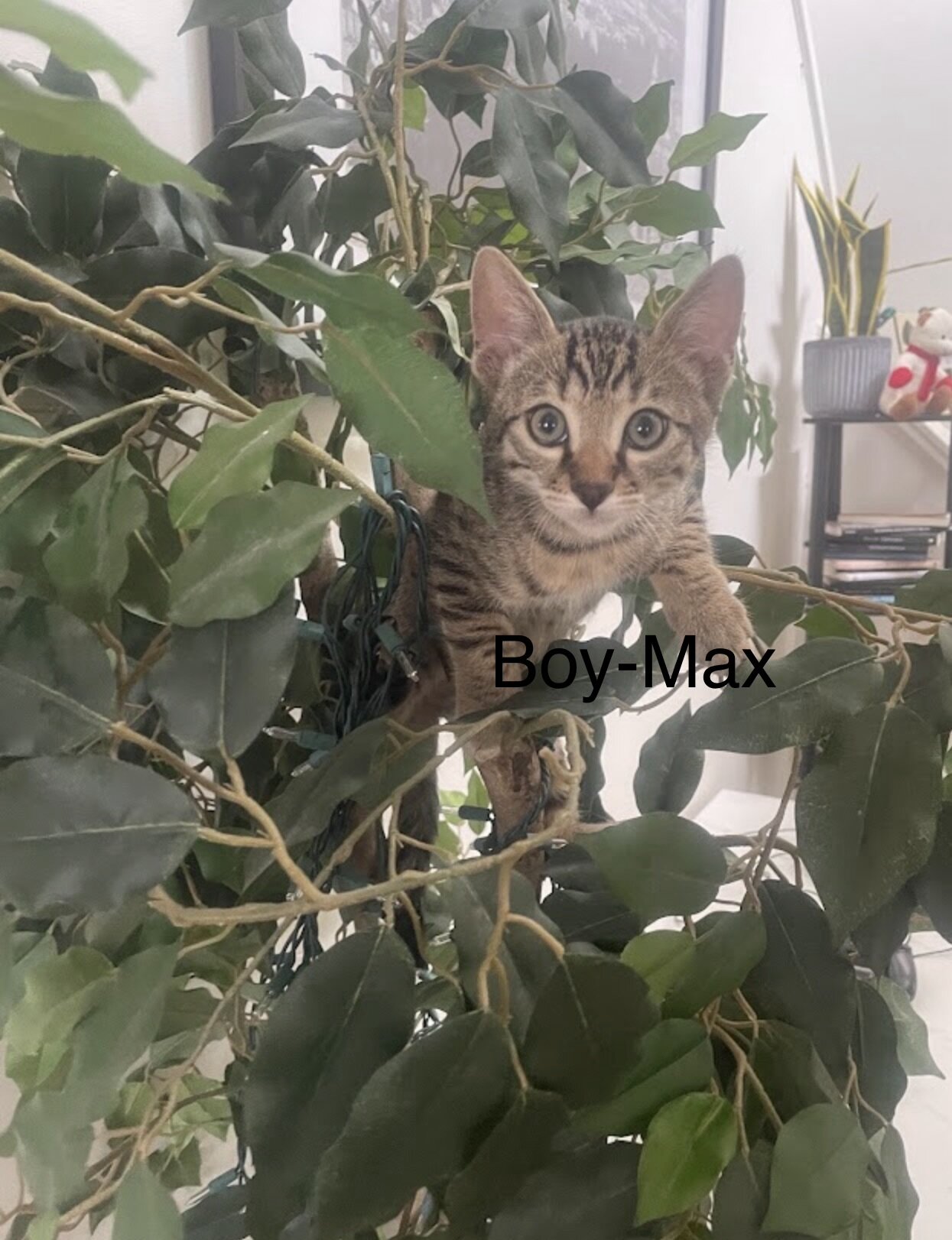 Bengal/russian blue mix image 5