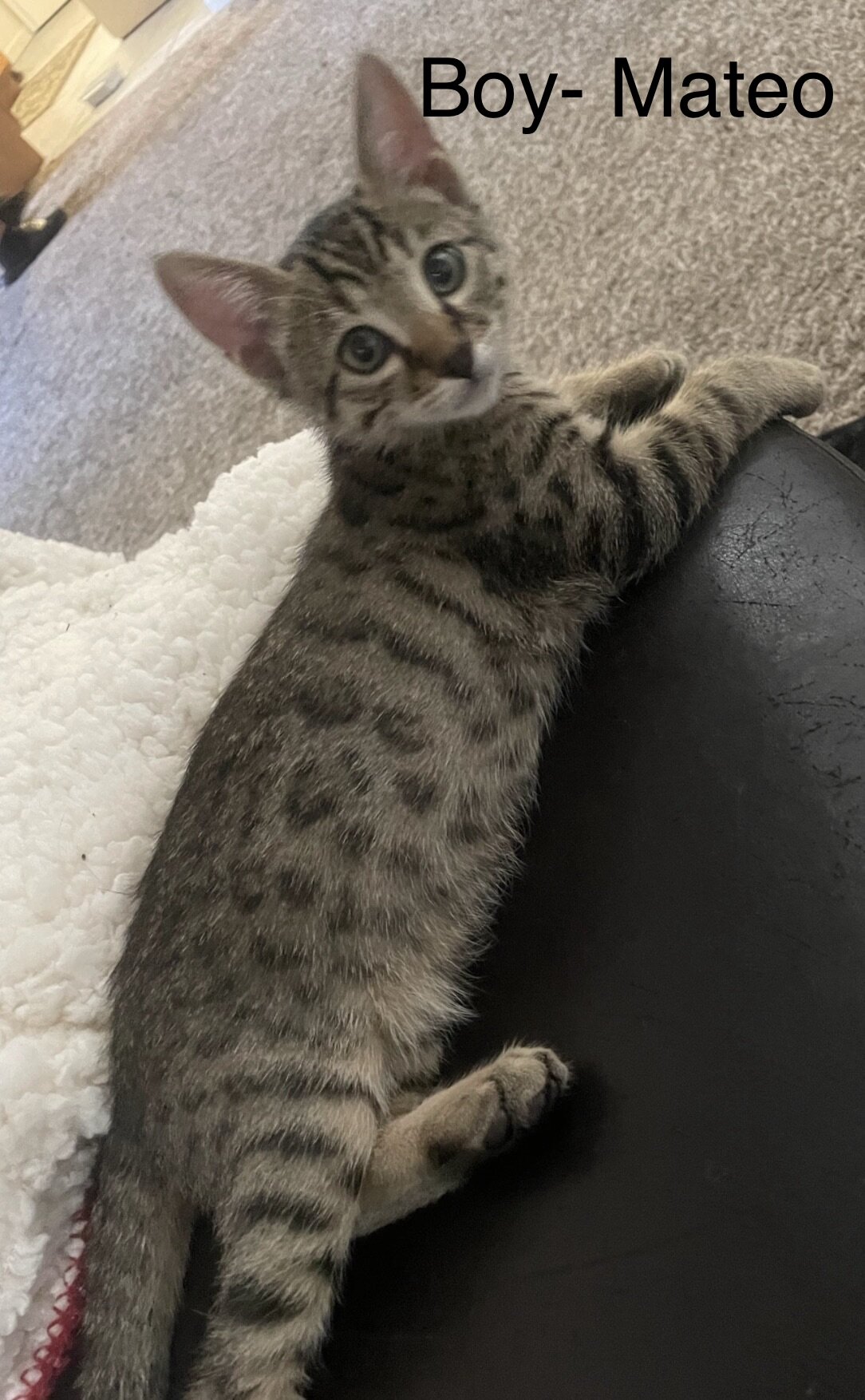 Bengal/russian blue mix image 3