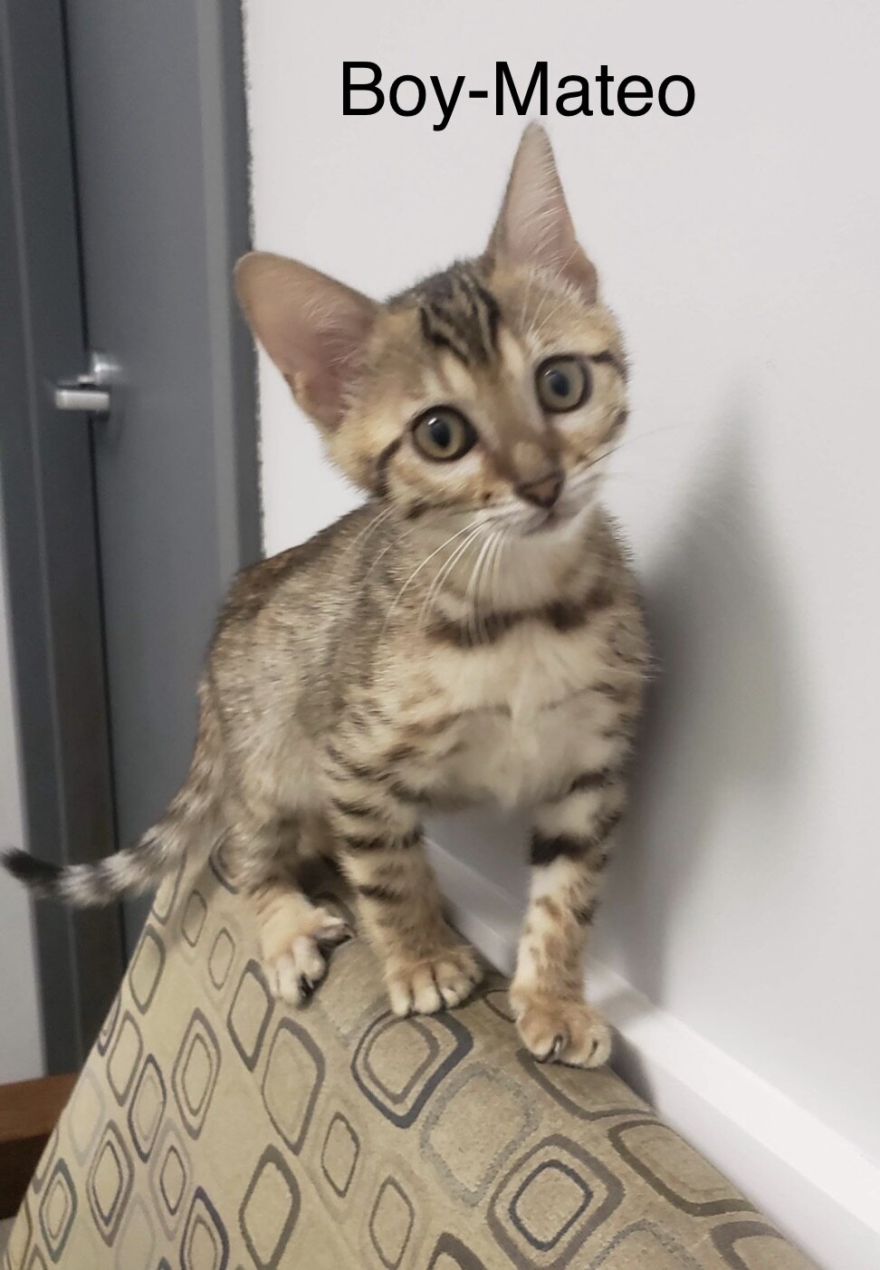 Bengal/russian blue mix image 4