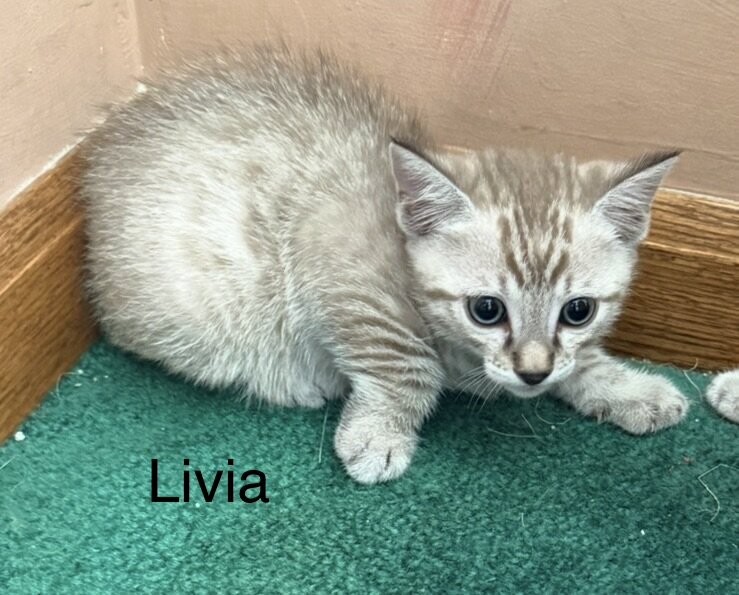 Bengal/russian blue mix image 8