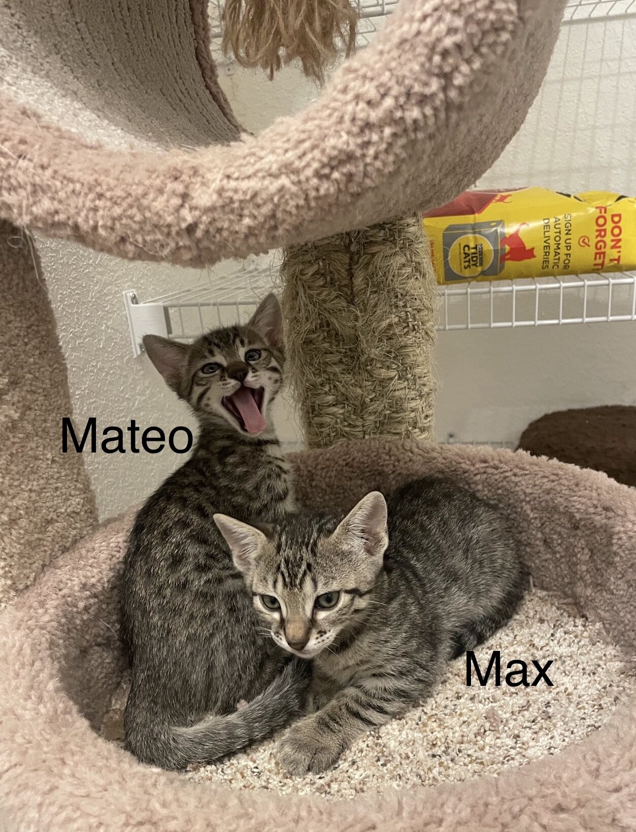 Bengal/russian blue mix image 2