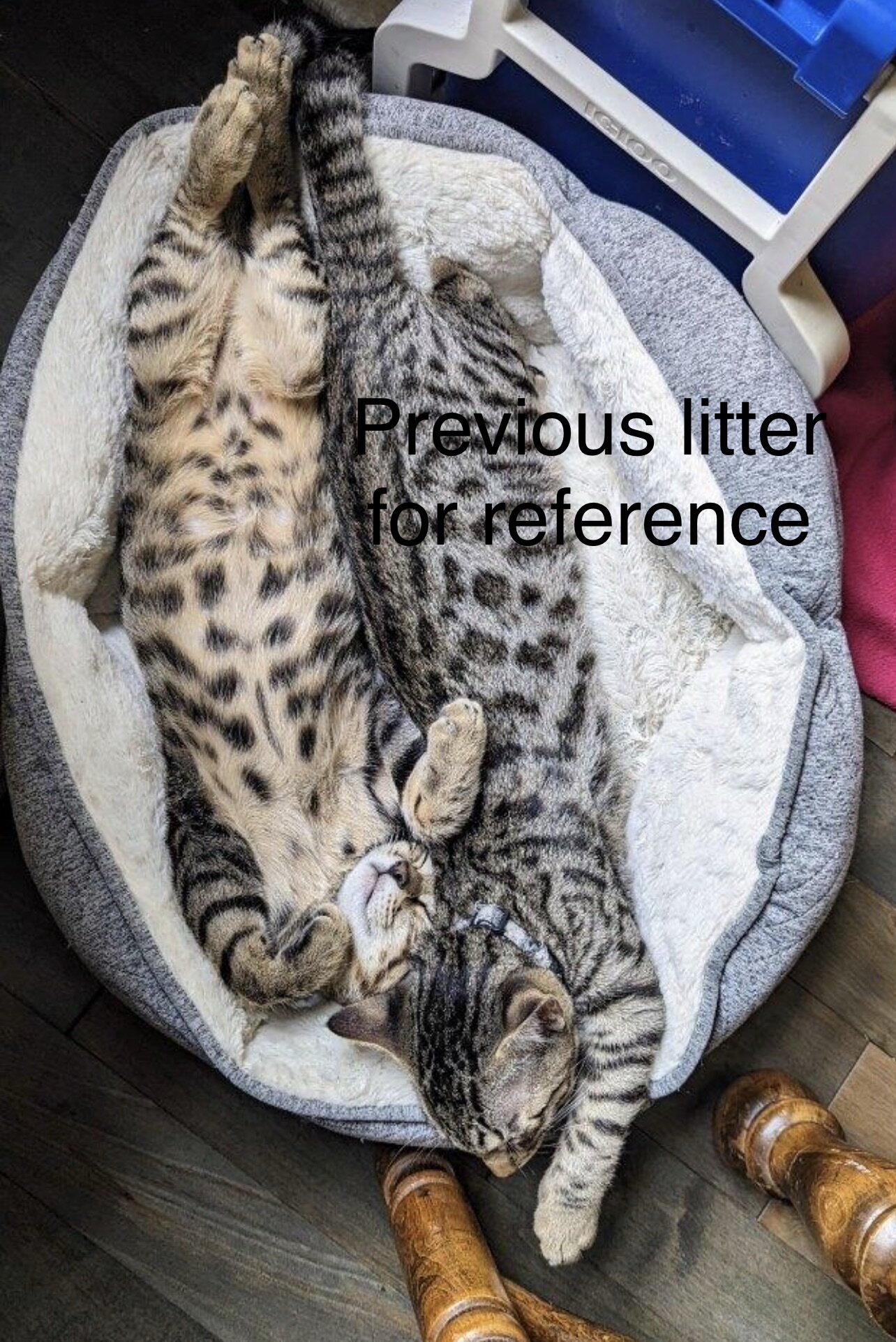 Bengal/russian blue mix image 10