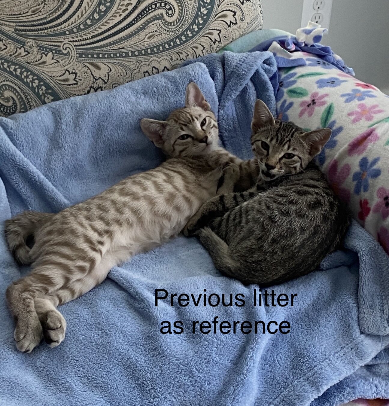 Bengal/russian blue mix image 7