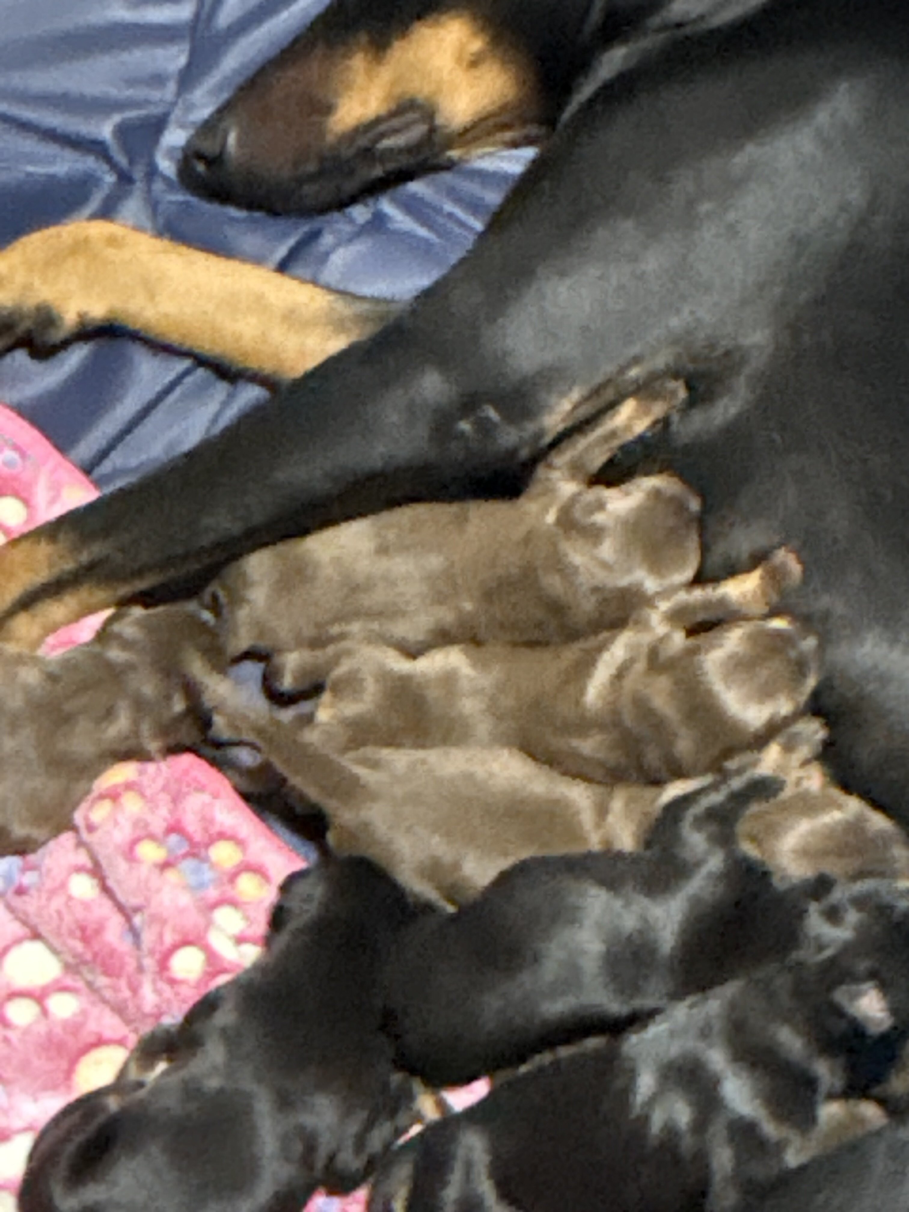 Doberman Puppies image 1