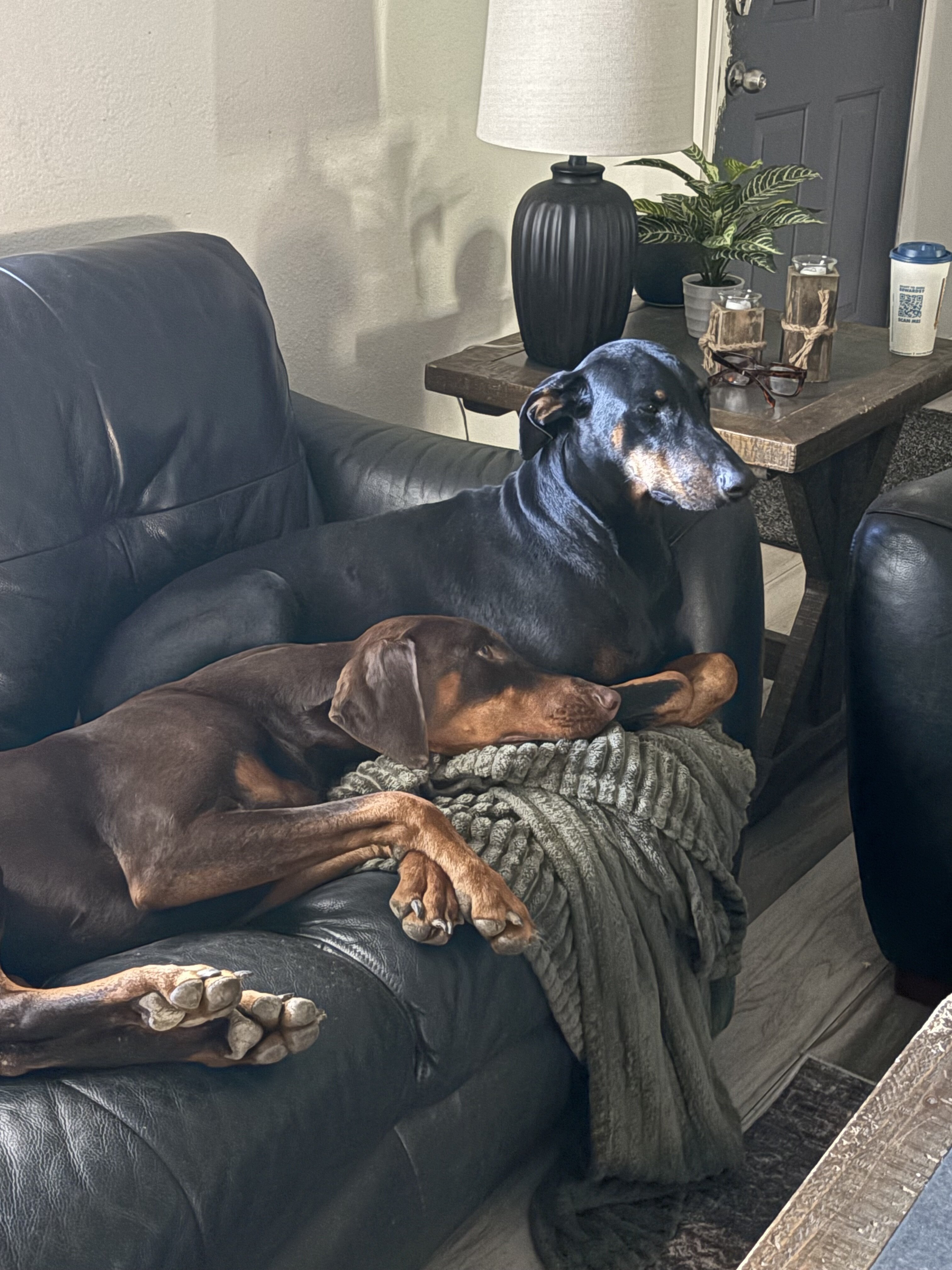 Doberman Puppies image 2