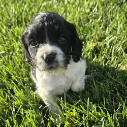 Sprocker Spaniels