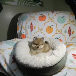 CKC Reg. Pomeranian Puppies