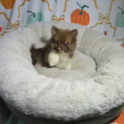 CKC Reg. Pomeranian Puppies