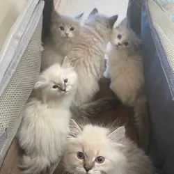 Heart of Gold Siberians USA, GA hypo-allergy