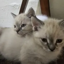 SIAMESE KITTENS