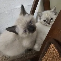 SIAMESE KITTENS