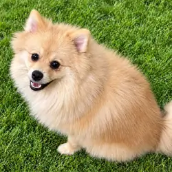 CKC Pomeranian: NASH