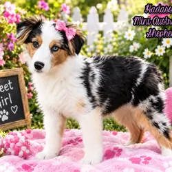 Hadassah Female Mini Australian Shepherd