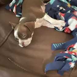 Bugg puppies