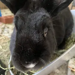 Snuffkin Needs a Home