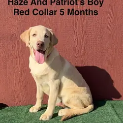AKC Yellow And Champagne Labrador Puppies