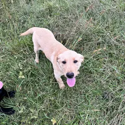Labrador 13 wks AKC