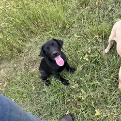 Black Labrador 15 wks AKC